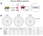 Prion detection using porcine-PMCA in wild pig tissues originating from a CWD-endemic region of Texas, USA,  in a study of prions in wild pigs (Sus scrofa) from areas with reported chronic wasting disease cases. A) Experimental strategy depicting tissues analyzed in animals from this cohort and PMCA settings. B) Graphs representing percentage of detection per tissue. Grey samples are representative of no detection. C) Details on the prion detection data displayed in panel B. CWD, chronic wasting disease; PMCA, protein misfolding cyclic amplification; PrP, prion proteins; RPLN, retropharyngeal lymph nodes; SMLN, submandibular lymph nodes; Tg, transgenic.