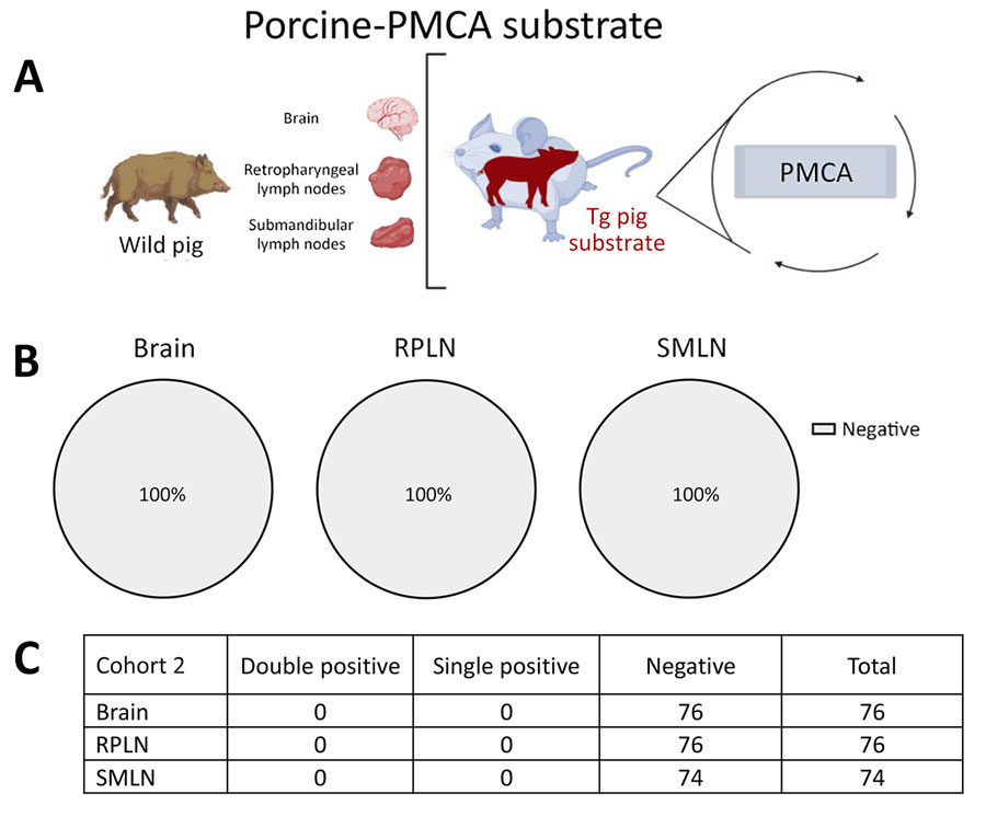 Prion detection using porcine-PMCA in wild pig tissues originating from a CWD-endemic region of Texas, USA,  in a study of prions in wild pigs (Sus scrofa) from areas with reported chronic wasting disease cases. A) Experimental strategy depicting tissues analyzed in animals from this cohort and PMCA settings. B) Graphs representing percentage of detection per tissue. Grey samples are representative of no detection. C) Details on the prion detection data displayed in panel B. CWD, chronic wasting disease; PMCA, protein misfolding cyclic amplification; PrP, prion proteins; RPLN, retropharyngeal lymph nodes; SMLN, submandibular lymph nodes; Tg, transgenic.