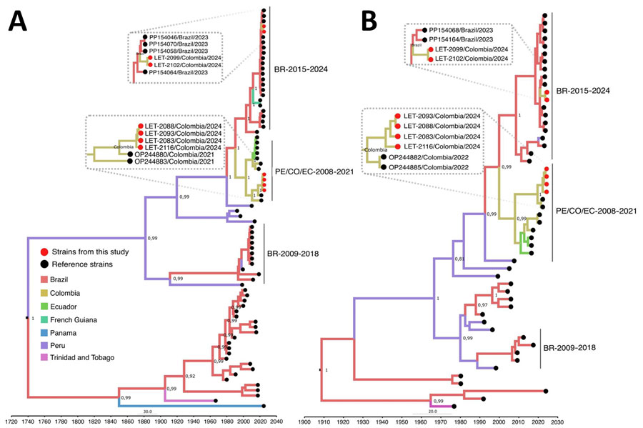 Time-scaled Bayesian phylogeographic analysis of large and small segments of co-circulating Oropouche virus lineages, Amazon Basin, Colombia, 2024. Bayesian phylogenetic trees of large (A) and small (B) gene segments were estimated by using the Bayesian Markov chain Monte Carlo method (>100 million generations) in Beast (https://beast.community) and ModelFinder in IQ-TREE (http://www.iqtree.org) (ultrafast bootstrapping and 1,000 replicates). Red solid circles indicate viruses from this study that begin with LET for Leticia, Colombia. Phylogeny branches are colored according to their descendant place of origin. Best-fit model was selected according to Bayesian information criteria, and a strict molecular clock model was used. Bayesian posterior values (>0.8) are annotated at specific nodes of the trees. Sequences from this study were compared with reference sequences from other studies. Main clusters are indicated by using the following reference labels: BR-2015-2024 cluster represents the recent outbreak of the new OROV lineage in Brazil during 2015–2024; PE/CO/EC-2008-2021 cluster represents sequences from Colombia, Peru, and Ecuador during 2008–2021; and BR-2009-2018 cluster represents sequences from Brazil during 2009–2018. Scale bar indicates nucleotide substitutions per site.