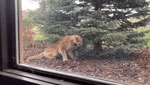 An approximately 1-year-old female mountain lion (Puma concolor) with impaired mobility. The mountain lion struggles to rise and staggers forward with difficulty because of hind limb ataxia and paresis. Other features of the animal’s gait include swaying of the hips, slight head tremors, and repeated collapse. The overall mentation of the animal is depressed. Video captured by a homeowner in Douglas County, Colorado, USA, on May 12, 2023.