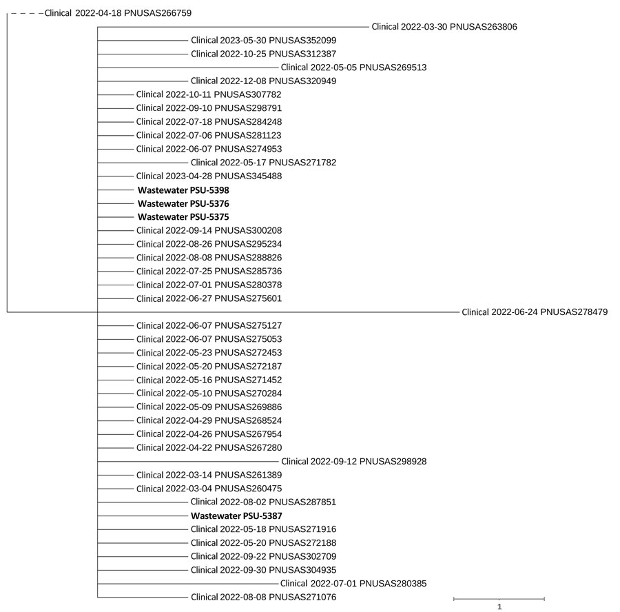 Isolates of Salmonella sp. linked to multistate outbreak isolated from wastewater treatment facilities, United States, 2022. We detected S. enterica serovar Senftenberg from 2 Pennsylvania wastewater facilities genetically linked to those associated with a 2022 multistate outbreak. SNP-based tree constructed using Newick data generated by the National Center for Biotechnology Information’s Pathogen Detection database (https://www.ncbi.nlm.nih.gov/pathogens), showing the relationship between 4 S. enterica Senftenberg isolates reported in this study (bold) and whole-genome sequence previously isolated from human cases within the same cluster. Note that dates indicate when data were uploaded to the pathogen detection database and are not necessarily the date of isolation. Scale bar indicates nucleotide substitutions per site. SNP, single-nucleotide polymorphism.