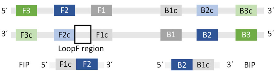 Schematic showing primer design for development of a colorimetric loop-mediated isothermal amplification assay to detect invasive malaria vector Anopheles stephensi mosquitoes. Primers were designed by using the NEB LAMP Primer Design Tool version 1.4.1 (New England Biolabs, https://www.neb.com) (17). One LAMP primer set contains 5 primers as follows: an outer forward primer (F3), an inner forward primer (FIP), an outer backward primer (B3), an inner backward primer (BIP), and a loop primer (19,20). Attempts to set fixed primers resulted in no possible loop primer combinations by the program; therefore, we used default parameters and allowed the program to choose primers.