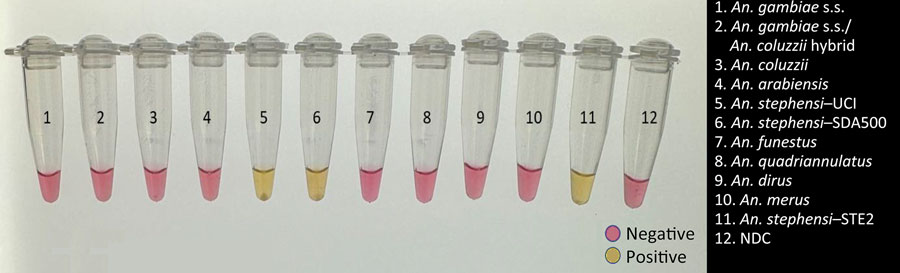 Visualization of testing using a colorimetric loop-mediated isothermal amplification assay to detect invasive malaria vector Anopheles stephensi mosquitoes. Positive samples show a color change to yellow, whereas negative samples and control remain pink. Samples were visualized on a white background and photographed on a standard light box. NDC, no DNA template control; UCI, An. stephensi laboratory colony (BEI Resources, https://www.beiresources.org).