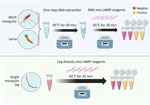 Schematic for colorimetric loop-mediated isothermal amplification assay to detect invasive malaria vector Anopheles stephensi mosquitoes. Top: DNA from any mosquito source directly placed in the colorimetric master mix are incubated at 65°C for 30 minutes to obtain a yellow color change, showing a positive sample. The assay shows high sensitivity and specificity when DNA extract from adult or larval mosquitoes is used. Bottom: Assay can also be used directly on a single mosquito leg, without the need for DNA extraction, by adding a 5-minute extension to incubation time (i.e., 35 minutes). Schematic produced using Biorender (https://www.biorender.com).