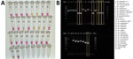 Validation of colorimetric loop-mediated isothermal amplification assay to detect invasive malaria vector Anopheles stephensi mosquitoes. A) Results using new assay. B) Results using existing An. stephensi PCR (13); yellow boxes indicate An. stephensi products. Conventional PCR resulted in difficult-to-interpret gel bands for An. longipalpis C, Aedes aegypti, and An. coustani samples, similar to An. stephensi samples, and inconsistently produced double bands (positive detection) on sequence-confirmed An. stephensi samples from Kenya. Asterisks (*) in key indicate samples from insectary-reared mosquitoes. Samples 12–23 came from sequence-confirmed field-collected specimens. Sample 25 contained a pool of assorted mosquito DNA species, in which An. stephensi was represented 1:10. For both assays, 1 µL extracted DNA was used. NDC, no DNA template control; UCI, An. stephensi laboratory colony (BEI Resources, https://www.beiresources.org).