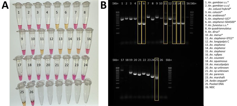 Validation of colorimetric loop-mediated isothermal amplification assay to detect invasive malaria vector Anopheles stephensi mosquitoes. A) Results using new assay. B) Results using existing An. stephensi PCR (13); yellow boxes indicate An. stephensi products. Conventional PCR resulted in difficult-to-interpret gel bands for An. longipalpis C, Aedes aegypti, and An. coustani samples, similar to An. stephensi samples, and inconsistently produced double bands (positive detection) on sequence-confirmed An. stephensi samples from Kenya. Asterisks in key indicate samples from insectary-reared mosquitoes. Samples 12–23 came from sequence-confirmed field-collected specimens. Sample 25 contained a pool of assorted mosquito DNA species, in which An. stephensi was represented 1:10. For both assays, 1 µL extracted DNA was used. NDC, no DNA template control; UCI, An. stephensi laboratory colony (BEI Resources, https://www.beiresources.org).