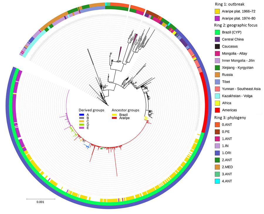 Genomic characterization of Yersinia pestis strains in a study of ecologic, geoclimatic, and genomic factors modulating plague epidemics in primary natural focus, Brazil. Phylogenetic tree was based on the 1,867 single-nucleotide variants identified in the core genome from 913 strains isolated in the Araripe Plateau and included in the analysis. The rings contain metadata regarding the epidemiologic features from the Araripe Plateau outbreaks (ring 1), the attributed geographic foci (ring 2), and genetic group provided in the NextStrain dataset (https://nextstrain.org) (ring 3). Brazil branches are colored according to their genetic subgroups. Scale bar indicates nucleotide substitutions per site.