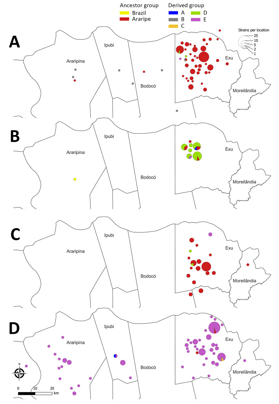 Spatial distribution of Yersinia pestis strains in a study of ecologic, geoclimatic, and genomic factors modulating plague epidemics in primary natural focus, Brazil. The sequence strains from the Araripe Plateau are shown during various timeframes: A) August 1966–October 1969; B) November 1969–March 1970; C) April 1970–May 1973; and D) June 1973–December 1980. Detailed spatiotemporal dynamics of Y. pestis lineages in the Araripe Plateau are available at [REMOVED HYPERLINKC053B258C201 FIELD]https://microreact.org/project/fNz1zKcNyCTmKQrtke33Gm-yersinia-pestis-strains-in-the-araripe-plateau-brazil.