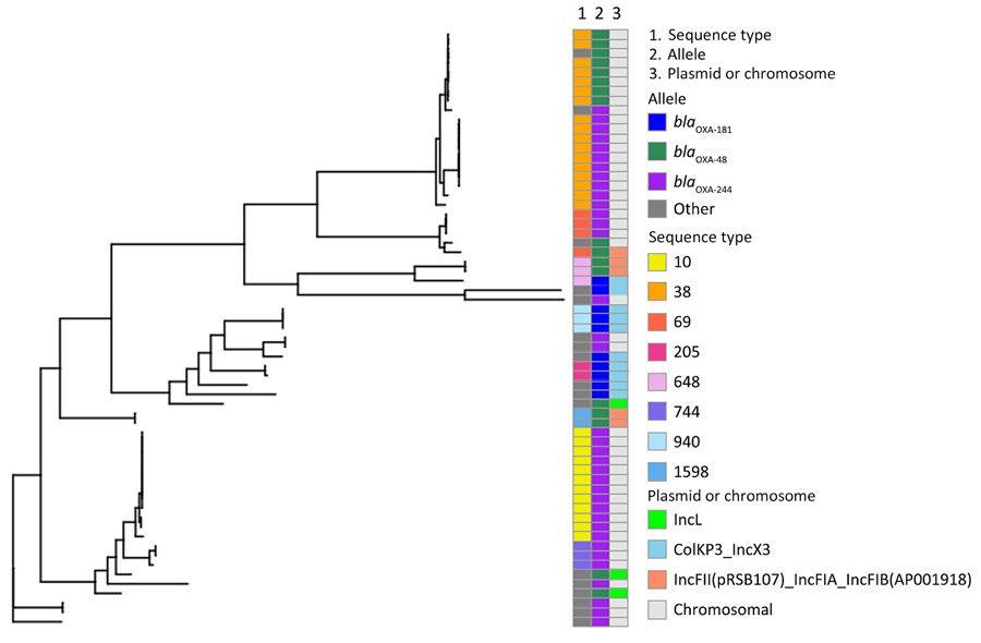 Genomic relatedness between Neisseria meningitidis strains identified from invasive meningococcal disease outbreak in Fiji, January 2016–August 2023, and publicly available gene sequences. A) Phylogenetic tree of Fiji MLST 4821 isolates and related sequences. Bar charts indicate location and presence or absence of antimicrobial resistance genes. A total of 18 MenC strains associated with the outbreak and 5 MenC strains from the post outbreak surveillance period were typed as MLST 4821 and included in analysis. All 23 strains were found to contain the gyrA point mutation T91I, and only 1 strain contained the rpoB point mutation H553Y. Of the 18 strains associated with the outbreak, 5 contained the penA point mutations; A510V, F504L, and N512Y. B) Mashtree generated neighbor-joining tree of publicly available PubMLST (https://pubmlst.org) data typed as MLST 4821 clonal complex and the MLST 4821 Fiji strains. When placed in this global context, the strains from Fiji form a separate cluster and appear to have a common ancestor with strains that have been isolated in China. AMR, antimicrobial reistant; MenC, N. meningitidis serotype C; MLST, multilocus sequence type; NA, not available.