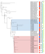 Maximum-likelihood tree of clinical and environmental Vibrio cholerae O1 strains, Nigeria, 2008–2015. The best evolutionary model was Kimura 3-parameter plus ascertainment bias correction plus FreeRate model 2, selected by Bayesian information criterion. The highlighted clusters represent genomes from Afr9 (blue) and Afr12 (pink) lineages. To the right of the genome name is information about source of isolation (red, human; blue, environment), year of isolation, presence of ctxAB genes (dark green block), and complete TCP cluster (light green circle). Red dots on branches represent >70% bootstrap values. Available GenBank accession numbers are provided. CTX, cholera toxin; TCP, toxin coregulated pilus.