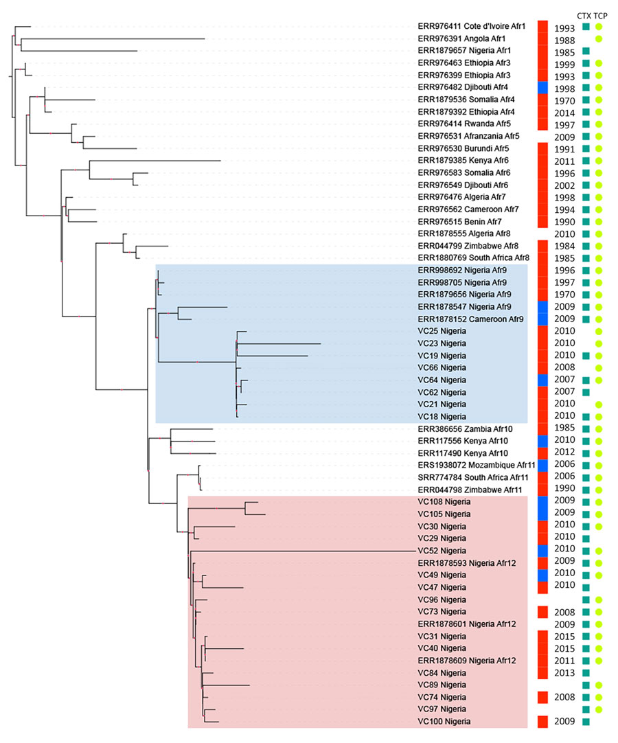 Maximum-likelihood tree of clinical and environmental Vibrio cholerae O1 strains, Nigeria, 2008–2015. The best evolutionary model was Kimura 3-parameter plus ascertainment bias correction plus FreeRate model 2, selected by Bayesian information criterion. The highlighted clusters represent genomes from Afr9 (blue) and Afr12 (pink) lineages. To the right of the genome name is information about source of isolation (red, human; blue, environment), year of isolation, presence of ctxAB genes (dark green block), and complete TCP cluster (light green circle). Red dots on branches represent >70% bootstrap values. Available GenBank accession numbers are provided. CTX, cholera toxin; TCP, toxin coregulated pilus.