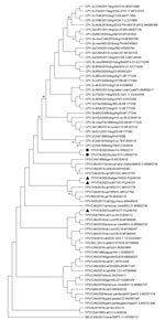 Neighbor-joining capsid protein 2 (VP2)–based phylogenetic tree of Protoparvovirus carnivoran1 from study of feline panleukopenia virus (FPV) in wild animals, Abruzzo and Molise, Italy, January 2022–May 2023. The tree was elaborated by using a 584-aa long alignment of the VP2 sequences of the FPV strains generated in the study and the cognate sequences of Protoparvovirus carnivoran1 strains retrieved from GenBank. The tree was constructed by using MEGA X version 10.0.5 software (https://www.megasoftware.net) and the maximum-likelihood method, the Jones-Taylor-Thornton substitution model, and bootstrapping up to 1,000 replicates. Bootstrap values >70% are shown. Black bullets indicate FPV strains from a Marsican brown bear (ΙΤΑ/2023/bear/74 (GenBank accession no. OR602717) and a crested porcupine ITA/2023/hystrix/213 (accession no. OR602718). The black triangles indicate FPV strains from other wildlife animals in the same study: ITA/2023/badger/54552 (accession no. PQ246100), ΙΤΑ/2023/wolf/7197 (accession no. PQ246101), and ΙΤΑ/2023/wolf/54377 (accession no. PQ246102). MEV (accession no. KP008112) was used as an outgroup. Scale bar indicates number of amino acid substitutions per site. CPV, canine parovirus; MEV, mink enteritis virus; FPV, feline panleukopenia virus.