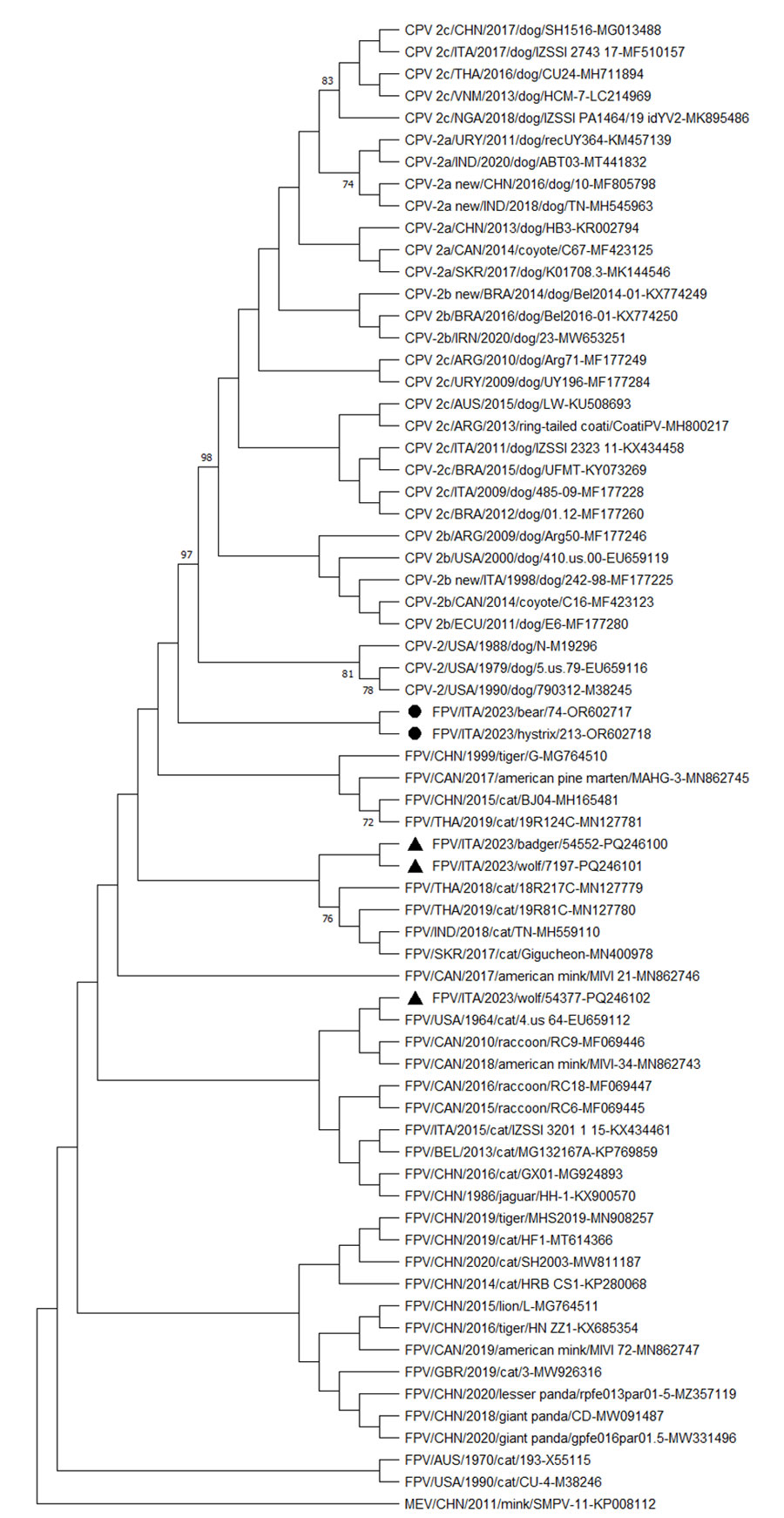 Neighbor-joining capsid protein 2 (VP2)–based phylogenetic tree of Protoparvovirus carnivoran1 from study of feline panleukopenia virus (FPV) in wild animals, Abruzzo and Molise, Italy, January 2022–May 2023. The tree was elaborated by using a 584-aa long alignment of the VP2 sequences of the FPV strains generated in the study and the cognate sequences of Protoparvovirus carnivoran1 strains retrieved from GenBank. The tree was constructed by using MEGA X version 10.0.5 software (https://www.megasoftware.net) and the maximum-likelihood method, the Jones-Taylor-Thornton substitution model, and bootstrapping up to 1,000 replicates. Bootstrap values >70% are shown. Black bullets indicate FPV strains from a Marsican brown bear (ΙΤΑ/2023/bear/74 (GenBank accession no. OR602717) and a crested porcupine ITA/2023/hystrix/213 (accession no. OR602718). The black triangles indicate FPV strains from other wildlife animals in the same study: ITA/2023/badger/54552 (accession no. PQ246100), ΙΤΑ/2023/wolf/7197 (accession no. PQ246101), and ΙΤΑ/2023/wolf/54377 (accession no. PQ246102). MEV (accession no. KP008112) was used as an outgroup. Scale bar indicates number of amino acid substitutions per site. CPV, canine parovirus; MEV, mink enteritis virus; FPV, feline panleukopenia virus.