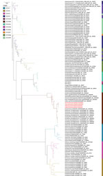 Phylogenetic analysis of hemagglutinin gene sequences in study of highly pathogenic avian influenza A(H5N1) clade 2.3.4.4b virus infection in domestic dairy cattle and cats, United States, 2024. Colors indicate different clades. Red text indicates the virus gene sequences from bovine milk and cats described in this report, confirming those viruses are highly similar and belong to H5 clade 2.3.4.4b. The hemagglutinin sequences from this report are most closely related to A/avian/Guanajuato/CENAPA-18539/2023|EPI_ISL_18755544|A_/_H5 (GISAID, https://www.gisaid.org) and have 99.66%–99.72% nucleotide identities.