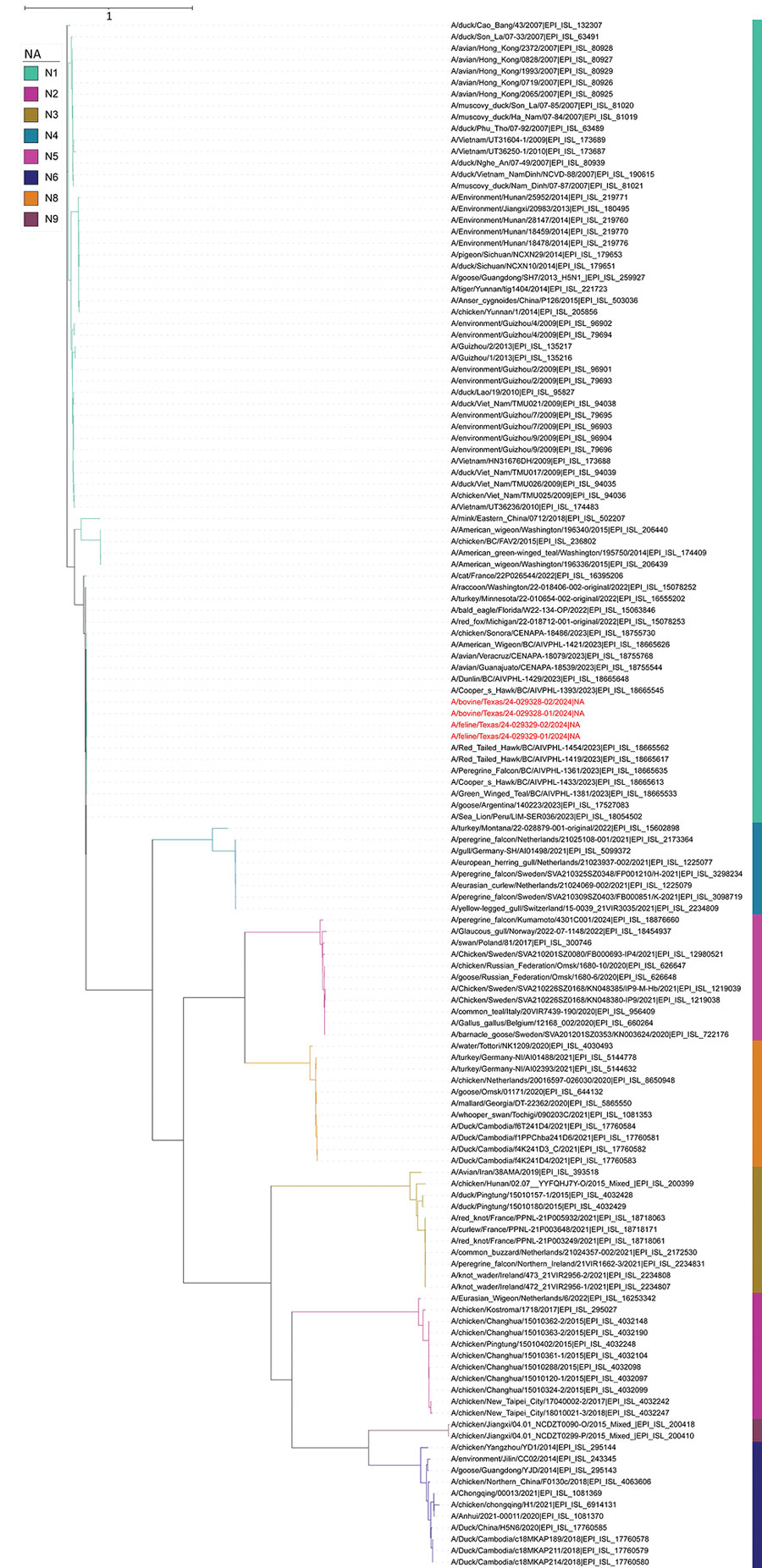 Phylogenetic analysis of neuraminidase gene sequences in study of highly pathogenic avian influenza A(H5N1) clade 2.3.4.4b virus infection in domestic dairy cattle and cats, United States, 2024. Colors indicate different subtypes. Red text indicates the virus gene sequences from bovine milk and cats described in this report, confirming those viruses belong to the N1 subtype. The neuraminidase sequences from this report had 99.52%–99.59% nucleotide identities to sequences from viruses isolated from a chicken and wild birds in 2023.