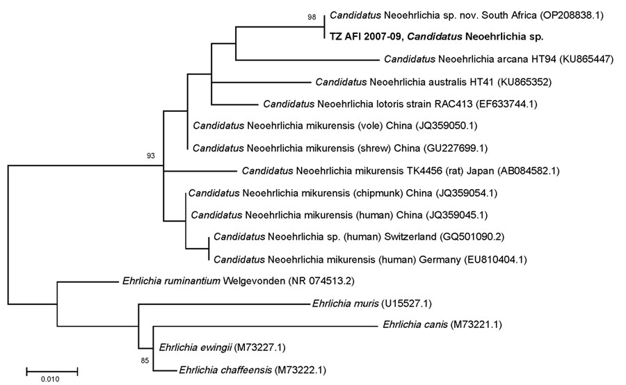 Phylogenetic tree for Candidatus Neoehrlichia spp. identified during metagenomic detection of bacterial zoonotic pathogens among febrile patients, Tanzania, 2007–2009. Bold text indicates the sequence from this study. Numbers in parentheses indicate GenBank accession numbers. A 1,467-bp 16S sequence amplified from a bone marrow aspirate from a patient from South Africa (GenBank accession no. OP208838) matched 100% over the 296-bp variable regions 1 and 2 target sequence amplified in this study (18). Scale bar indicates nucleotide substitutions per site.
