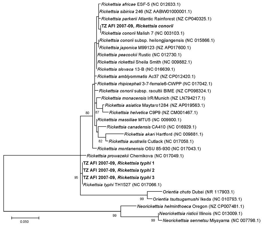 Phylogenetic tree of Rickettsia spp. sequences detected in metagenomic analysis of bacterial zoonotic pathogens among febrile patients, Tanzania, 2007–2009. The tree compares sequences from the 16S variable regions 1 and 2 (V1–V2) of the Rickettsia cohort from this study (bold text) to sequences from closely related Rickettsia species. Numbers in parentheses indicate GenBank accession numbers. The sequence from the study sample with R. conorii aligned 100% R. conorii strain Malish (accession no. NC003103.1) and was distinct from R. africae (accession no. NC012633.1). All 3 R. typhi strains from this study aligned 100% with R. typhi reference strain (accession no. NC017066.1) and were distinct from R. prowazekii (accession no. NC017049.1). The V1–V2 16S target is not sufficient to differentiate between R. conorii subsp. heilogjiangensis and R. japonica, or between R. rickettsia, R. peacockii, R. philipii, and R. slovaca. However, the V1–V2 16S target is sufficient to differentiate between R. conorii conorii and R. africae because 2 single-neucleotide differences would be expected between R. conorii conorii and R. africae and a TTT insertion in R. africae. Scale bar indicates nucleotide subsitutions per site.