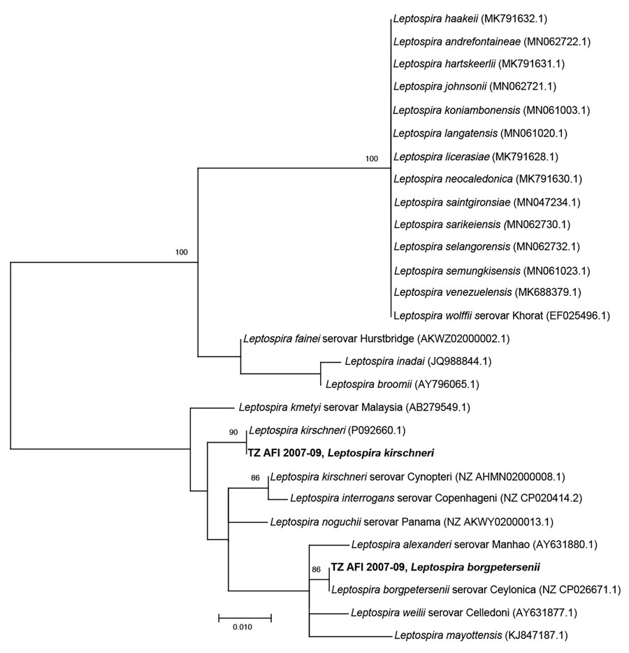 Phylogenetic tree of Leptospira sequences detected in metagenomic analysis of bacterial zoonotic pathogens among febrile patients, Tanzania, 2007–2009. The tree compares sequences from the 16S V1–V2 of the L. kerchnerii and L. borgpetersenii cohort from this study (bold text) to sequences from closely related Leptospira species. Numbers in parentheses indicate GenBank accession numbers. Scale bar indicates nucleotide subsitutions per site.