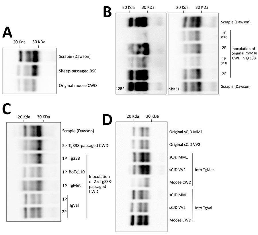 Western blot analysis in a study of zoonotic potential of chronic wasting disease after adaptation in intermediate species. Results show PK-resistant PrP (PrPres) banding patterns of a moose CWD isolate from Europe after transmission to transgenic PrP models. A) Original 16–60-P153 CWD isolate compared with reference Dawson and sheep-passaged BSE. B) Transmission of the original moose CWD isolate to mice ovine PrPC genotype VRQ (Tg338), resulting in positive transmission with either 19 or 21 kDa PrPres on first passage and 21 kDa PrPres on second passage; PrP Sha31 antibodies (right panel) and PrP 12B2 antibodies (left panel). C) Transmission of Tg338-adapted (second passage) moose CWD isolate to Tg338, BoTg110, TgMet, or TgVal. D) Comparison of PrPres banding patterns in TgMet and TgVal inoculated with the Tg338-adapted moose CWD isolate or with M1CJD and V2CJD reference sCJD strains. Immunodetection was performed by using either the Sha31 antibody to detect the amino acid sequence YEDRYYRE (145–152), or the 12B2 antibody to detect the amino acid sequence WGQGG (89–93). Dawson (a reference 21-kDa scrapie strain) is included on all panels except D for molecular weight reference. 1P, 1st passage; 2P, 2nd passage; BoTg110, bovine PrPC-expressing mice; BSE, bovine spongiform encephalopathy; CJD, Creutzfeldt-Jakob disease; CWD, chronic wasting disease; PK, proteinase K; PrP, prion protein; PrPC, normal prion protein; PrPres, PK-resistant prion protein. TgMet, Tg340 mice expressing methionine; TgVal, Tg361 mice expressing valine.