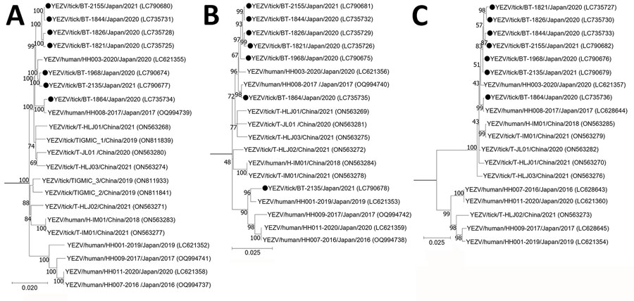 Phylogenetic analysis of Yezo virus strains in study of transboundary movement of Yezo virus via ticks on migratory birds, Japan, 2020–2021. Trees were constructed by using the maximum-likelihood method in MEGA X (https://www.megasoftware.net) and 1,000 bootstrap replicates for nucleotide sequences. A) Large segment; B) medium segment; C) small segment. Black circles indicate sequences from this study. The number at each branch indicates the bootstrap value. GenBank accession numbers for nucleotide sequences are shown in parentheses. Sulina virus IxriSL16-01 was used as the outgroup to determine the root of Yezo virus trees but is not shown. Scale bars indicate nucleotide substitutions per site.