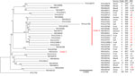 Phylogenetic analysis of Candida tropicalis in study of detection in orchards of predominant azole-resistant genotype causing human candidemia, Taiwan. Red numbers indicate fluconazole resistance at MICs of >8 mg/L. We conducted whole-genome sequencing of 31 isolates. Sequence comparisons indicated that all but 1 clade 4 isolate was fluconazole resistant and that isolates from orchards and patients were genetically related. Scale bar indicates nucleotide substitutions per site. ATCC, American Type Tissue Collection; DST, diploid sequence type, ND, not determined.