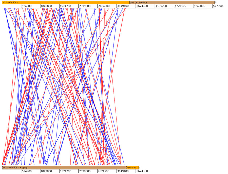 Synteny graph between the assembled genome (bottom) and the reference genome (top) of Burkholderia mallei recovered from a patient in Brazil. The lines represent regions of similarity; blue lines indicate sense and red lines antisense.