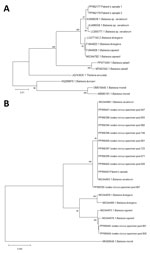 Phylogenetic analysis of Babesia sequences obtained from patient samples in study of autochthonous human babesiosis caused by Babesia venatorum, the Netherlands. A) Neighbor-joining tree of the phylogenetic relationship of Babesia species based on sequences of a fragment of 18S ribosomal RNA. B) Babesia sequences isolated from Ixodes ricinus ticks collected near the patient’s residence (Ixodes ricinus specimen pool 620, 647, 661, 671, 693, 723, 746, 850, 861, 867, and 882), of a fragment of cytochrome oxidase subunit 1. The distance between sequences was calculated using the Kimura 2-parameter model. The bootstrap test was performed with 500 replicates. Bootstrap values >70 are displayed. GenBank accession numbers are provided for all sequences.