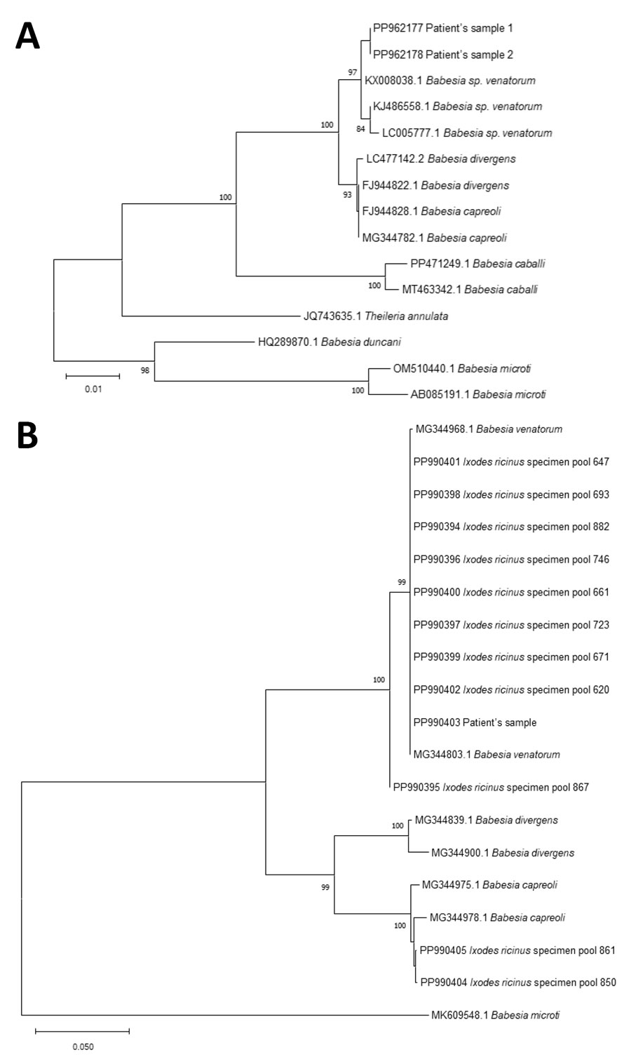 Phylogenetic analysis of Babesia sequences obtained from patient samples in study of autochthonous human babesiosis caused by Babesia venatorum, the Netherlands. A) Neighbor-joining tree of the phylogenetic relationship of Babesia species based on sequences of a fragment of 18S ribosomal RNA. B) Babesia sequences isolated from Ixodes ricinus ticks collected near the patient’s residence (Ixodes ricinus specimen pool 620, 647, 661, 671, 693, 723, 746, 850, 861, 867, and 882), of a fragment of cytochrome oxidase subunit 1. The distance between sequences was calculated using the Kimura 2-parameter model. The bootstrap test was performed with 500 replicates. Bootstrap values >70 are displayed. GenBank accession numbers are provided for all sequences.