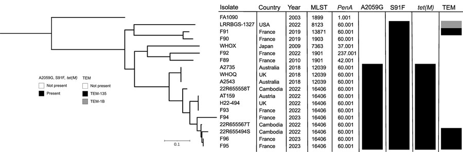 Phylogenetic tree of 19 Neisseria gonorrhoeae isolates, including 2 from patients in France, compared on the basis of their main resistance determinants. The phylogenetic tree was built from 10,907 total core single-nucleotide polymorphism positions. The F95 and F96 isolates from 2 patients in France were compared with ceftriaxone-resistant and extensively drug-resistant N. gonorrhoeae isolates from Europe, Australia, Cambodia, Japan, and the United States. The tree is rooted on N. gonorrheae FA1090, a laboratory reference strain. Scale bar indicates the branch length corresponding to genetic change. 