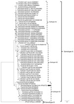 Neighbor-joining phylogenetic tree based on the complete genome of domestic cat hepadnavirus (DCH) from a study of DCH infection in Iberian lynxes. We elaborated the tree by using the alignment of the full-length nucleotide sequence of the Iberian lynx DCH SPA/2022/Iberian lynx/296-23-81 strain (black arrow; GenBank accession no. PP347721) generated in this study and the cognate sequences of DCH strains retrieved from GenBank (accession numbers shown). We constructed the tree by using the maximum-likelihood method, the Kimura 2-parameter model, a discrete gamma distribution and a proportion of invariant sites, and bootstrapping up to 1,000 replicates. Bootstrap values >70% are shown. We used the Japanese Rara strain (GenBank accession no. LC685967), belonging to DCH genotype B, as an outgroup. Scale bar indicates number of nucleotide substitutions per site.