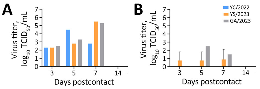 Virus titers after ferret-to-ferret contact transmission in study of pathogenicity of highly pathogenic avian influenza A(H5N1) viruses isolated from cats, South Korea, 2023. Virus titers were measured in nasal washes from ferrets initially inoculated with virus (A) and naive ferrets exposed to the infected ferret (B). Viruses were isolated from 2 cats (YS/2023 and GA/2023) and 1 duck (YC/2022). We intranasally inoculated 1 ferret with 1 mL of 103 50% median lethal dose of each virus (1 ferret/virus) and then housed serologically naive ferrets (n = 2) in the same cage the next day (1 cage/virus). To evaluate transmission of virus to naive animals, nasal wash samples were collected over time, and virus titers were measured. GA/2023, A/feline/Korea/M305-7/2023; TCID50, 50% tissue culture infectious dose; YC/2022, A/duck/Korea/H493/2022; YS/2023, A/feline/Korea/M302-6/2023.