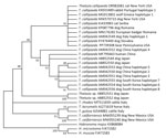 Phylogenetic relationship of Thelazia callipaeda isolate from an American black bear in Coolbaugh Township, Monroe County, Pennsylvania, USA, 2023 (GenBank accession no. PP739308), and other species of Thelazia available in GenBank (accession numbers shown). Analysis was performed by using the maximum-likelihood method (1,000 bootstrap replicates) in MEGA X version 11 (https://www.megasoftware.net). The best-fit nucleotide substitution model for the dataset was Tamura-Nei with a discrete gamma distribution, which was used to model evolutionary rate differences among sites (5 categories [+G, parameter = 0.2578]). That analysis involved 30 nt sequences. There were 647 positions in the final dataset. Distances, defined as the number of nucleotide substitutions/site, were calculated by using that model. Branches corresponding to partitions reproduced in <50% of bootstrap replicates are collapsed.