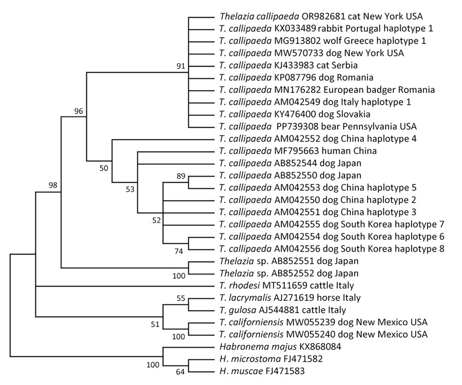 Phylogenetic relationship of Thelazia callipaeda isolate from an American black bear in Coolbaugh Township, Monroe County, Pennsylvania, USA, 2023 (GenBank accession no. PP739308), and other species of Thelazia available in GenBank (accession numbers shown). Analysis was performed by using the maximum-likelihood method (1,000 bootstrap replicates) in MEGA X version 11 (https://www.megasoftware.net). The best-fit nucleotide substitution model for the dataset was Tamura-Nei with a discrete gamma distribution, which was used to model evolutionary rate differences among sites (5 categories [+G, parameter = 0.2578]). That analysis involved 30 nt sequences. There were 647 positions in the final dataset. Distances, defined as the number of nucleotide substitutions/site, were calculated by using that model. Branches corresponding to partitions reproduced in <50% of bootstrap replicates are collapsed.