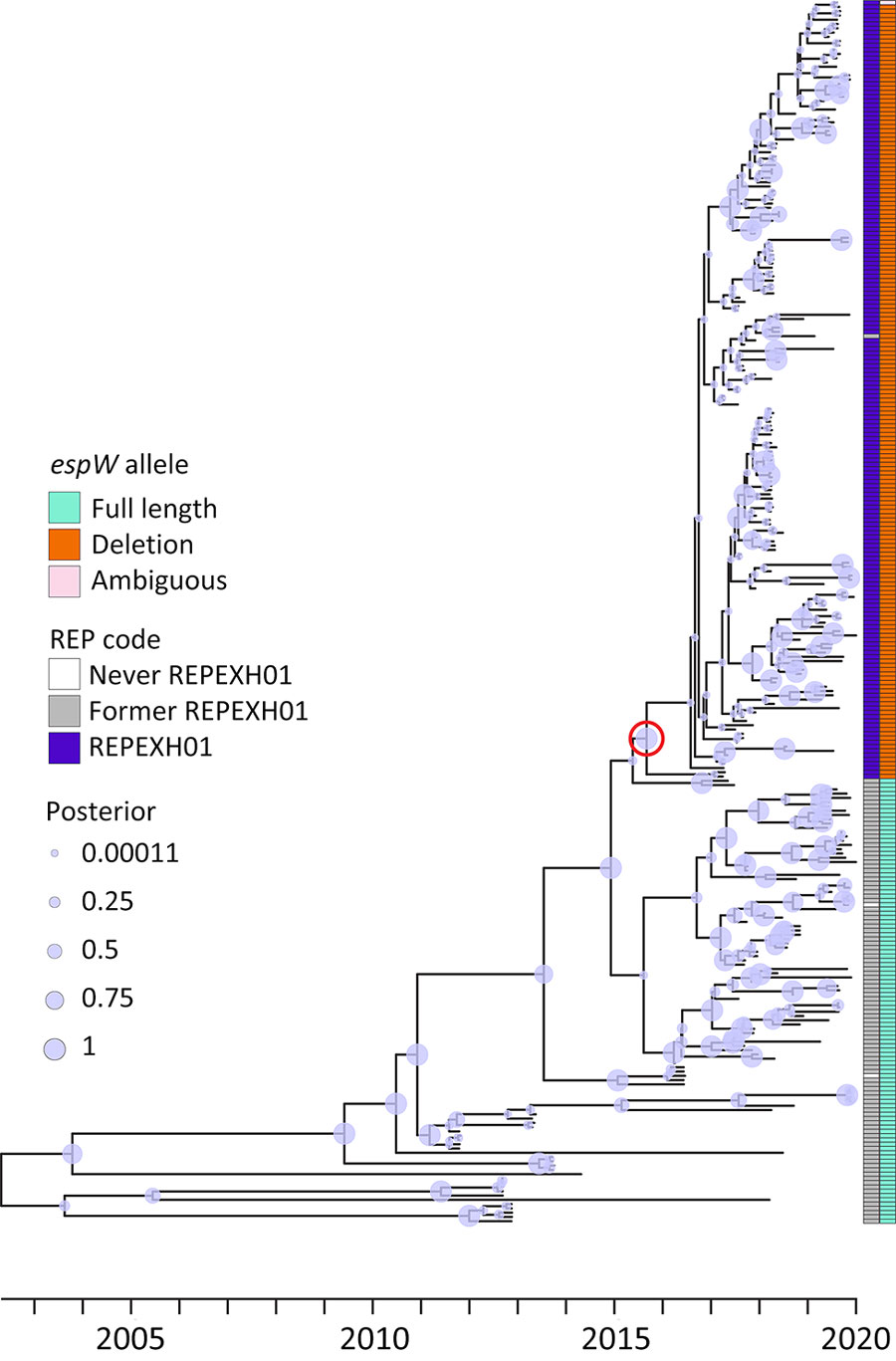 Time-calibrated tree for 286 former and current REPEXH01 isolates with associated metadata used for genomic characterization of Escherichia coli O157:H7 associated with multiple sources, United States. The tree was constructed using BEAST2 (https://beast.community) on an alignment of high-quality single-nucleotide polymorphisms. The red circle indicates the most common recent ancestor of the REPEXH01 isolates and corresponds to December 2015. On the right side, the first column indicates the current REPEXH01 isolates (purple), former REPEXH01 isolates (gray), or isolates that were never part of the REPEXH01 definition (white). The second column indicates the espW allele: teal indicates the full-length allele, orange indicates the presence of a single base pair deletion; and pink indicates that espW is present but the allele could not be determined due to inadequate sequencing data. Circles on the branches indicate the posterior probability. REP, reocurring, emerging, and persistent; REPHEXH01, recurring strain of Shiga toxin–producing E. coli O157:H7.