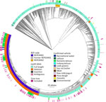 Allele-based core genome multilocus sequence typing dendrogram for 2,752 STEC O157:H7 isolates and associated metadata used for genomic characterization of Escherichia coli O157:H7 associated with multiple sources, United States. The dendrogram was constructed in BioNumerics version 7.6.3 (Applied Maths, http://www.applied-maths.com) by using UPGMA as the clustering technique. The innermost track indicates whether an isolate was included in a STEC O157:H7 REP strain. The second innermost track indicates the espW allele showing the full-length allele, single base pair deletions or insertion, where espW allele could not be determined due to inadequate sequencing data, and where espW was not detected in the isolate. The second outermost track indicates vehicles that have been confirmed via epidemiologic investigations of coded outbreaks. The outermost track indicates whether an isolate was included in the time-calibrated tree (Figure 1). An interactive version of this tree is available at https://itol.embl.de/tree/1581112362321361691692003. The following isolates were omitted from this tree: National Center for Biotechnology Information Sequence Read Archive (https://www.ncbi.nlm.nih.gov/sra) accession nos. SRR7094189, SRR8956189, SRR7540755, and SRR5588761. The scale bar indicates the number of allele differences between isolates. REP, reocurring, emerging, and persistent; REPHEX01, recurring strain of STEC HO1:H7; STEC, Shiga toxin–producing Escherichia coli. 
