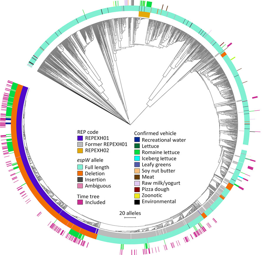 Allele-based core genome multilocus sequence typing dendrogram for 2,752 STEC O157:H7 isolates and associated metadata used for genomic characterization of Escherichia coli O157:H7 associated with multiple sources, United States. The dendrogram was constructed in BioNumerics version 7.6.3 (Applied Maths, http://www.applied-maths.com) by using UPGMA as the clustering technique. The innermost track indicates whether an isolate was included in a STEC O157:H7 REP strain. The second innermost track indicates the espW allele showing the full-length allele, single base pair deletions or insertion, where espW allele could not be determined due to inadequate sequencing data, and where espW was not detected in the isolate. The second outermost track indicates vehicles that have been confirmed via epidemiologic investigations of coded outbreaks. The outermost track indicates whether an isolate was included in the time-calibrated tree (Figure 1). An interactive version of this tree is available at https://itol.embl.de/tree/1581112362321361691692003. The following isolates were omitted from this tree: National Center for Biotechnology Information Sequence Read Archive (https://www.ncbi.nlm.nih.gov/sra) accession nos. SRR7094189, SRR8956189, SRR7540755, and SRR5588761. The scale bar indicates the number of allele differences between isolates. REP, reocurring, emerging, and persistent; REPHEX01, recurring strain of STEC HO1:H7; STEC, Shiga toxin–producing Escherichia coli.