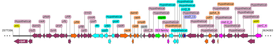 Prophage architecture for most espW-containing isolates from a genomic characterization of Escherichia coli O157:H7 associated with multiple sources, United States. This locus was annotated using PROKKA version 1.14.5 (https://github.com/tseemann/prokka) and represents a 47,078-bp sequence of Shiga toxin–producing E. coli O157:H7 PNUSAE013304 (BioSample accession no. SAMN0896444; SRA accession no. SRR7050023) from positions 2577206–2624283. Arrows indicate genes and their direction indicates the DNA strand. att sites were annotated by PHASTER (https://phaster.ca) and are shown in yellow. Genes are colored on the basis of the category assigned by PHASTER: teal indicates phage tail; orange indicates phage-like proteins; pink indicates transposases, integrases, or recombinases; blue indicates phage lysis proteins; gray indicates tRNA; and maroon indicates genes that were not categorized by PHASTER. espW is highlighted in green. IS, insertion.