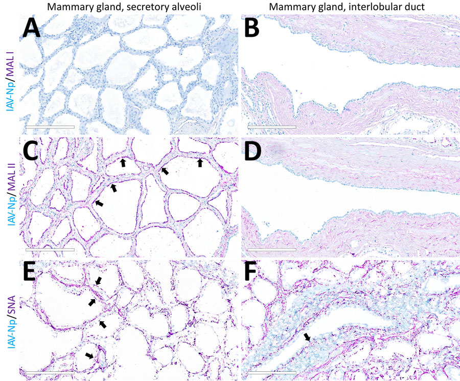 Unaffected region of the mammary gland from a US dairy cow infected with highly pathogenic avian influenza A(H5N1) virus, showing IAV-Np (teal chromogen), individually duplexed with MAL-I (magenta chromogen), MAL-II (magenta chromogen), and SNA (magenta chromogen) using chromogenic staining. Representative images of IAV-Np/MAL-I (A, B), IAV-Np/MAL-II (C, D), and IAV-Np/SNA (E, F) showing no IAV-Np labeling within unaffected mammary gland tissue sections. No MAL-I was detected in the mammary glandular (A) or interlobular duct epithelium (B). Within the alveolar gland epithelium, intense, granular, fibrillar labeling (arrows) of the apical portion labeling of MAL-II (C) was noted, with no epithelial labeling within the interlobular duct (D). Multifocal, strong, punctate, apical labeling (arrows) with SNA was observed within the mammary glandular epithelium (E). Scant apical labeling (arrow) was observed within the interlobular ductal epithelium with SNA (F). Scale bars indicate 200 μm. IAV-Np, influenza A virus nucleoprotein; MAL, Maackia amurensis lectin; SNA, Sambucus nigra lectin.