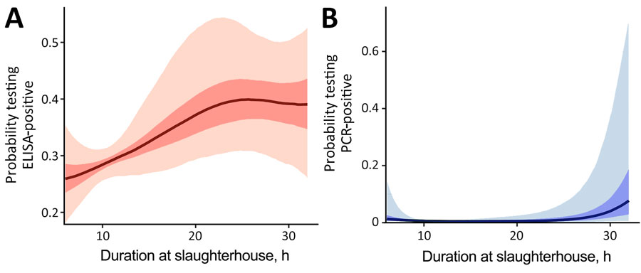 The adjusted probability of testing positive in a study of transmission of swine influenza A viruses along pig value chains, Cambodia, 2020–2022. A) Probability of ELISA-positive; B) probability of PCR-positive. Adjustments are a function of the duration at slaughterhouses, but other variables are kept at baseline. Solid lines indicate predicted means; dark shading indicates 50% CrI and light shading, 95% CrI.  