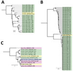 Maximum-likelihood phylogenetic analyses of the small segment (A), large segment (B), and medium segment (C) of Iquitos virus from a traveler returning to the United States from Ecuador. Sequences from the study have been deposited into GenBank (accession nos. PQ325301–4); reference sequences were obtained from National Center for Biotechnology Information Virus database. Panels A and B contain all available complete Oropouche small and large virus sequences, after removing identical sequences; panel C contains all available complete medium sequences for Iquitos, Oropouche, Itaya, Jatobal, Madre de Dios, and Perdoes viruses. Nodes with black circles have ultrafast bootstrap values >90. Sequence names are color-coded according to country of origin. Nucleotide substitution models were as follows: small segment, transversion model with empirical base frequencies and a gamma distribution of rates with 4 categories and α = 0.081; medium segment; transition model with empirical base frequencies and a gamma distribution of rates with 4 categories and α = 5.156; and large segment: general time-reversible model with empirical base frequencies, allowing for invariant sites and a gamma distribution of rates with 2 categories and α = 0.125. Scale bars indicate number of nucleotide substitutions per site.