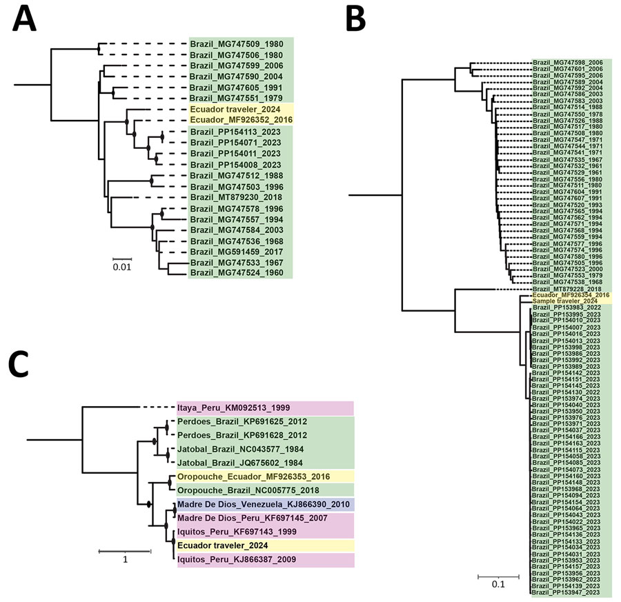 Maximum-likelihood phylogenetic analyses of the small segment (A), large segment (B), and medium segment (C) of Iquitos virus from a traveler returning to the United States from Ecuador. Sequences from the study have been deposited into GenBank (accession nos. PQ325301–4); reference sequences were obtained from National Center for Biotechnology Information Virus database. Panels A and B contain all available complete Oropouche small and large virus sequences, after removing identical sequences; panel C contains all available complete medium sequences for Iquitos, Oropouche, Itaya, Jatobal, Madre de Dios, and Perdoes viruses. Nodes with black circles have ultrafast bootstrap values >90. Sequence names are color-coded according to country of origin. Nucleotide substitution models were as follows: small segment, transversion model with empirical base frequencies and a gamma distribution of rates with 4 categories and α = 0.081; medium segment; transition model with empirical base frequencies and a gamma distribution of rates with 4 categories and α = 5.156; and large segment: general time-reversible model with empirical base frequencies, allowing for invariant sites and a gamma distribution of rates with 2 categories and α = 0.125. Scale bars indicate number of nucleotide substitutions per site.