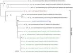 Phylogenetic tree of the concatenated genome in study of avian influenza A(H5N1) virus among dairy cattle, Texas, USA. Maximum-likelihood phylogenetic tree inferred for the A/cattle/Texas/5628356283/2024 (H5N1) virus isolated in this study (blue text) and 15 other closely related HPAI H5N1 viruses downloaded from GISAID (https://www.gisaid.org). Bootstrap values are provided for key nodes. The clade of 13 Texas viruses collected during March 2024 is labeled. Red text indicates human case (A/Texas/37/2024) and green text indicates cattle viruses collected from other farm(s) in Texas. Branch lengths are drawn to scale. Scale bar indicates number of substitutions per site.