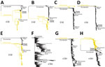 Phylogenetic trees for 8 genome segments in study of avian influenza A(H5N1) virus among dairy cattle, Texas, USA. Maximum-likelihood phylogenetic trees inferred for each of the 8 segments of the influenza A virus genome, including A/cattle/Texas/56283/2024(H5N1) isolated in this study (positioned in the Texas Cattle clade defined in Figure 1) and 3516–3644 H5N1 sequences (depending on the segment) from North America and South America, collected December 21, 2021–March 28, 2024, that were downloaded from GISAID (https://www.gisaid.org) on April 10, 2024. A) Polymerase basic 1; B) polymerase basic 2; C) polymerase acidic; D) hemagglutinin; E) nucleoprotein; F) neuraminidase; G) matrix; H) nonstructural. Outbreaks in Maine harbor seals and gray seals (June 2022), Minnesota goats (March 2024), and Texas cattle/humans (March 2024) are labeled. The American and Eurasian avian influenza lineage are labeled. All branch lengths drawn to scale. Scale bars indicate number of substitutions per site.