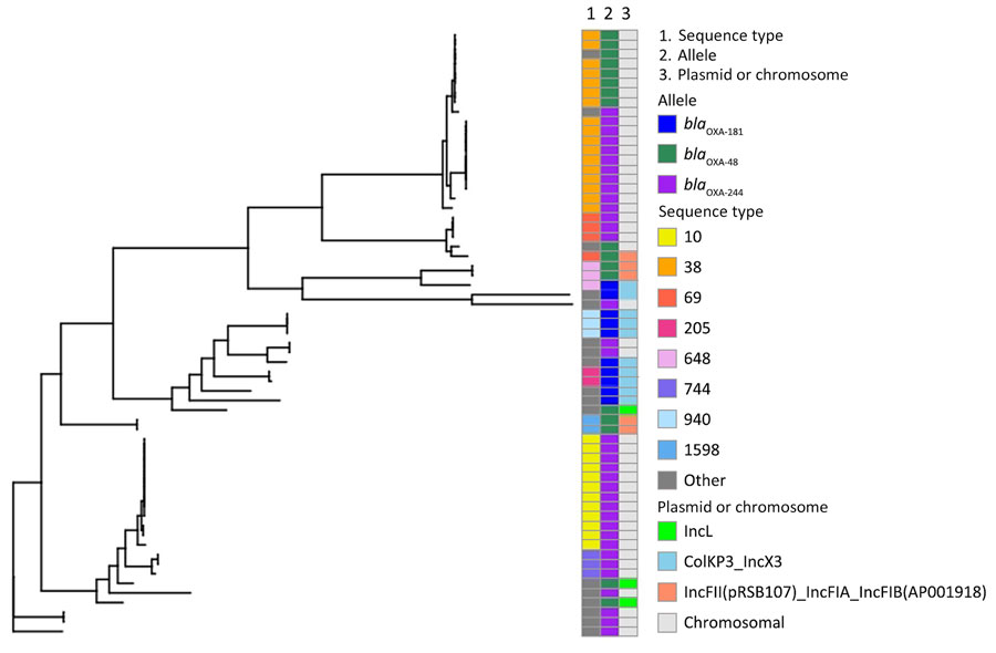 Pangenome phylogenetic tree of 63 isolates of Escherichia coli producing OXA-48–like carbapenemases, Israel, 2021–2023.