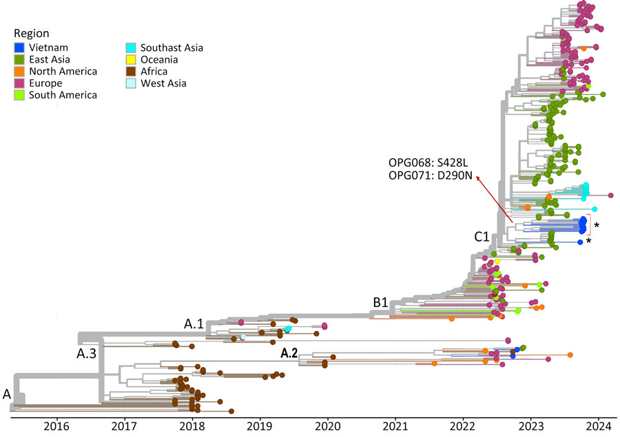 Assessment of genetic diversity of the monkeypox virus genomes obtained in study of emerging monkeypox virus sublineage C.1 causing community transmission, Vietnam, 2023. Time-scaled phylogenetic tree of 14 Vietnam monkeypox virus genomes from this study (asterisk) highlights 2 nonsynonymous substitutions shared by 13 sequences (red arrow), with substitution OPG068: S428L uniquely found in those 13 sequences. D, aspartate; L, leucine; N, asparagine; OPG, orthopoxvirus gene; S, serine. 