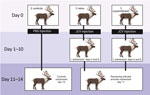 Study design for experimental infection of reindeer with JCV. JCV, Jamestown Canyon virus; PBS, phosphate-buffered saline.