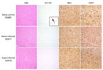 Histopathology of samples from reindeer experimentally infected with JCV. Representative brain sections from naive control (RD985), naive infected (RD977), and superinfected (RD978) animals shows H&E-stained sections of cerebral cortex and subcortical white matter with minimal diagnostic abnormalities, negative JCV RNA ISH staining, scattered IBA1-positive microglia/macrophages, and mild-to-moderate astrocytosis highlighted by GFAP immunohistochemistry. JCV ISH naive control inset panel demonstrates positive cytoplasmic staining in a cortical neuron from a positive control case of fatal JCV encephalitis in a human. All images taken with 20× objective with exception of the JCV ISH inset, taken with 60× objective. GFAP, glial fibrillary acidic protein; H&E, hematoxylin and eosin; IBA, allograft inflammatory factor 1; ISH, in situ hybridization; JCV, Jamestown Canyon virus.