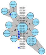 Minimum-spanning tree based on core-genome multilocus sequence typing allelic profiles of 34 human infections by Listeria monocytogenes sequence type 3141, a representative selection consisting of 7 baker’s yeast product isolates, and 1 isolate from a flow pipe in the baker’s yeast production line, Switzerland, 2022–2024. Each circle represents an allelic profile based on sequence analysis of 1,701 core-genome multilocus sequence typing target genes. Values on connecting lines indicate number of allelic differences between 2 strains. Each circle contains the identification of the strain or strains. Blue stars indicate the yeast product isolates; orange star indicates the environmental strain. Strain N23-1507 was isolated from baker’s yeast product during an official food check.