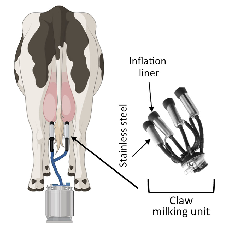 Illustration of milking unit surfaces tested in a study of persistence of influenza H5N1 and H1N1 viruses in unpasteurized milk. Before attaching the milking unit (claw), a dairy worker disinfects the teat ends, performs forestripping of each teat to detect abnormal milk, and then wipes each teat with a clean dry towel. Workers then attach the milking unit to the cow teats. A pulsation system opens and closes the rubber inflation liner (at left) around the teat to massage it, mimicking a human stripping action. A vacuum pump is controlled by a variable speed drive and adjusts the suction to allow milk to flow down a pipeline away from the cow into a bulk tank or directly onto a truck. Additional sources of exposure to humans include handling of raw unpasteurized milk collected separately from sick cows or during the pasteurization process. Schematic created in BioRender (https://www.biorender.com).