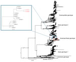 Global maximum-likelihood phylogeny of DENV-2 genotypes for all DENV-2 isolates available in GenBank inferred using IQ-TREE version 2.3.2 (http://www.iqtree.org). Haiti sequences cluster in 2 distinct clades (in boxes). Inset shows location of Haiti clade 1 strains KY415992, isolated in 2014, and Haiti strain KX702403, collected in 2016 (red text). Branch lengths reflect genetic distances. Black circles at each node shows strong statistical support based on ultrafast posterior probability bootstrap support (>90%). Scale bar represents nucleotide substitutions per site. DENV, dengue virus. 